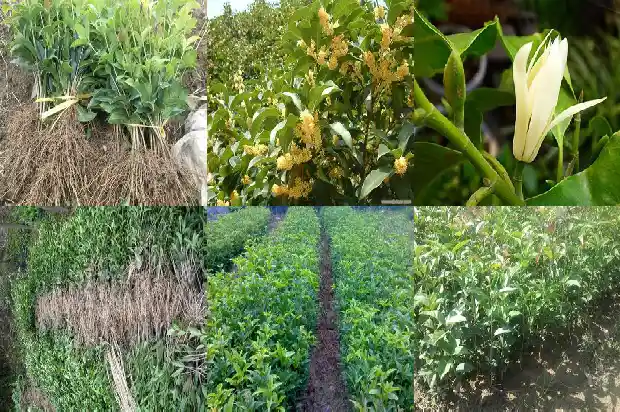 桂花树价格_衡阳桂花研究所科技创新智力农业帮扶1683158959607