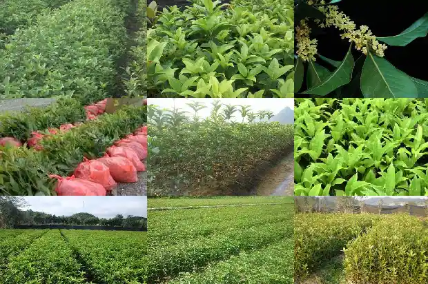 桂花树价格_衡阳桂花研究所科技创新智力农业帮扶1683158959687