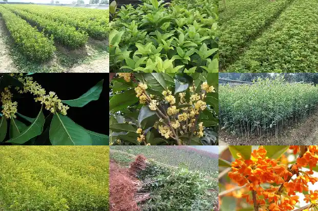 桂花树价格_衡阳桂花研究所科技创新智力农业帮扶1683158959765