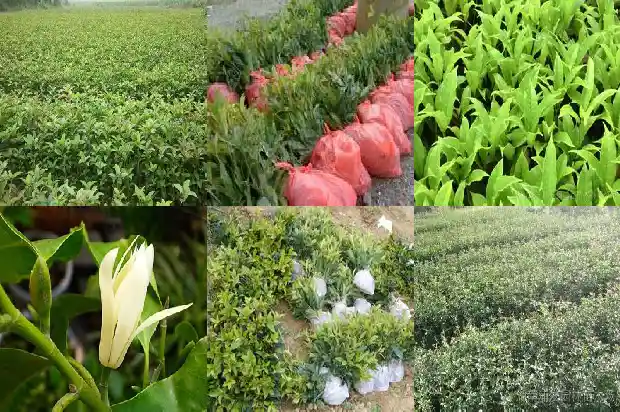 桂花树价格_桂花新品种‘新燕095’种植时期与播种密度的研究1683331775191