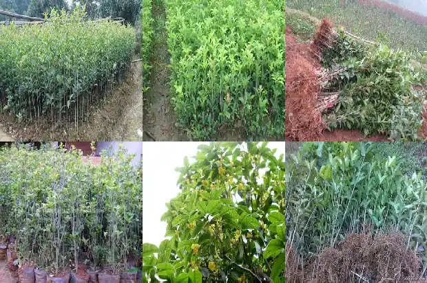 桂花树价格_桂花新品种‘新燕095’种植时期与播种密度的研究1683331775270