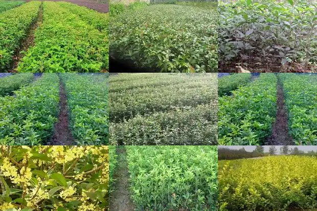 桂花树价格_桂花新品种‘新燕095’种植时期与播种密度的研究1683331775349