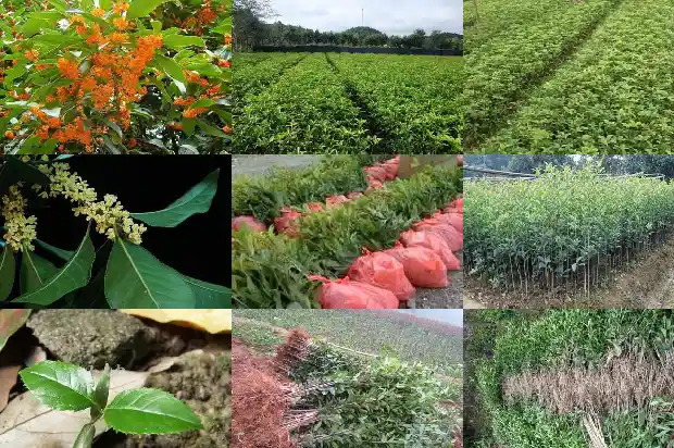 桂花树价格_桂花新品种‘新燕095’种植时期与播种密度的研究1683331775428