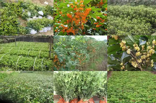 桂花树价格-特种桂花霸王花的种植技术1683418170357