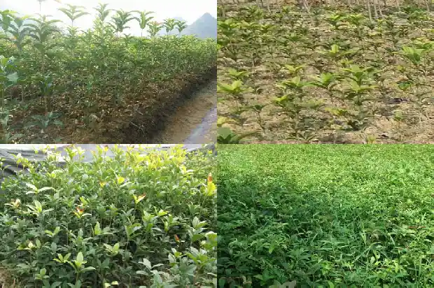 桂花树价格-特种桂花霸王花的种植技术1683418170437