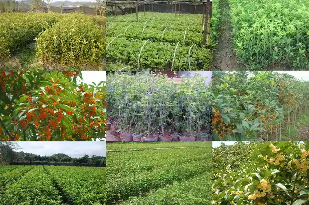 桂花树价格-特种桂花霸王花的种植技术1683418170596