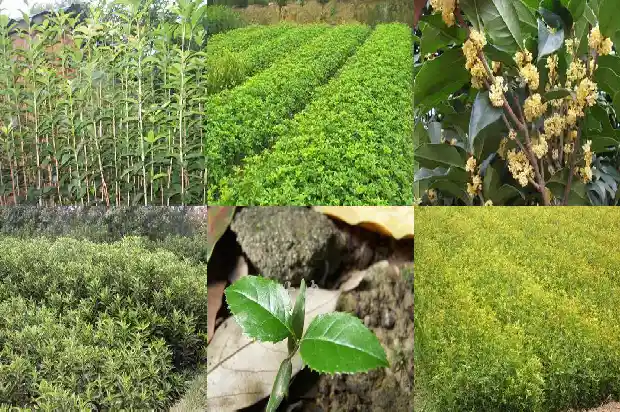 桂花树价格-特种桂花霸王花的种植技术1683418170676