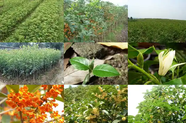桂花树价格(毛细管气相色谱法测定保健食品中桂花树素的含量)1683504601180