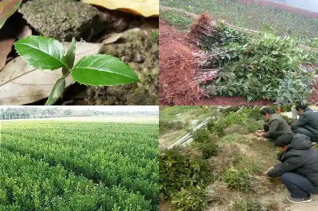 桂花树价格(毛细管气相色谱法测定保健食品中桂花树素的含量)1683504601260