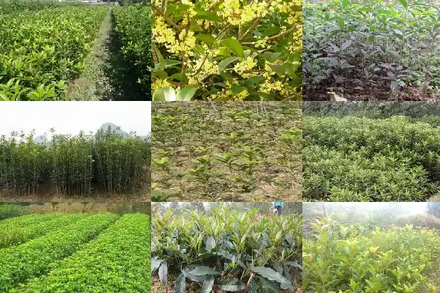 桂花树价格(毛细管气相色谱法测定保健食品中桂花树素的含量)1683504601419