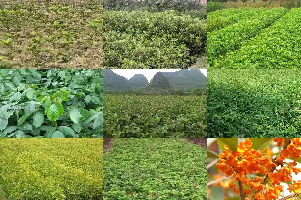 桂花树价格(毛细管气相色谱法测定保健食品中桂花树素的含量)1683504601498