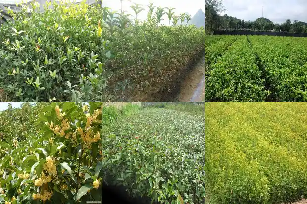 桂花树价格(12个桂花树品种果实营养成分含量的测定与分析)1683590982832