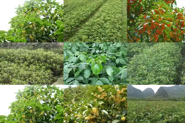 桂花树价格(12个桂花树品种果实营养成分含量的测定与分析)1683590982912