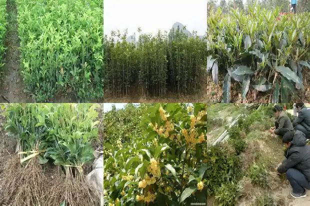 桂花树价格(12个桂花树品种果实营养成分含量的测定与分析)1683590982992