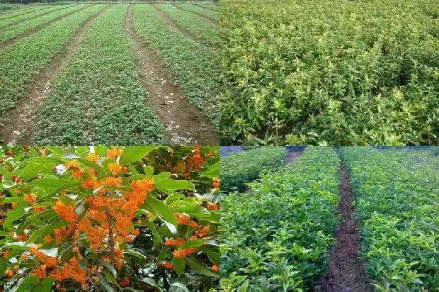 桂花树价格(12个桂花树品种果实营养成分含量的测定与分析)1683590983071