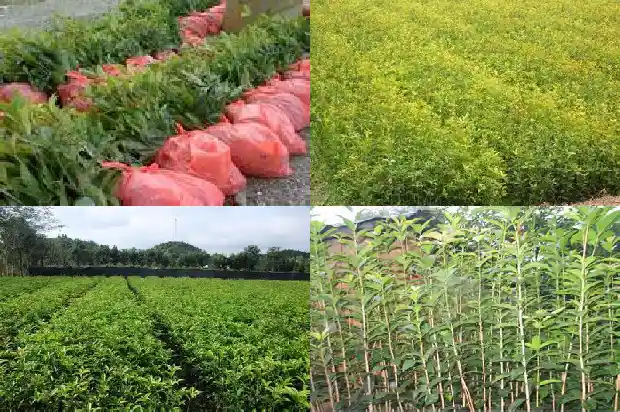 桂花树价格(12个桂花树品种果实营养成分含量的测定与分析)1683590983151