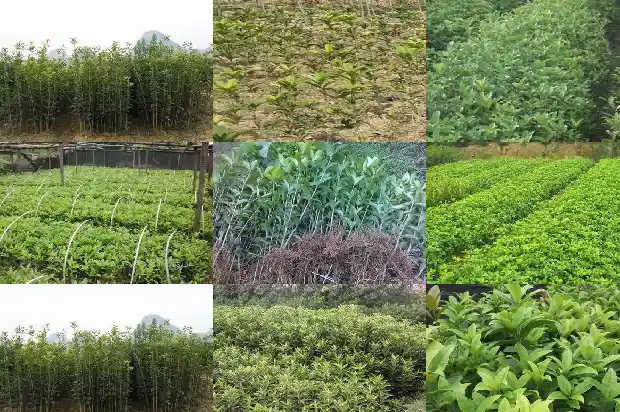 桂花树价格(12个桂花树品种果实营养成分含量的测定与分析)1683590983231