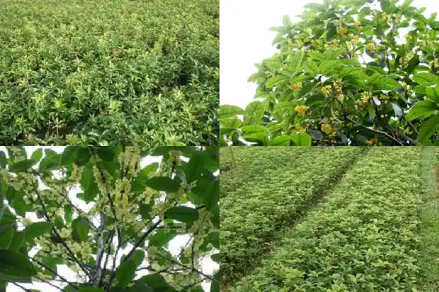 桂花树价格(12个桂花树品种果实营养成分含量的测定与分析)1683590983311