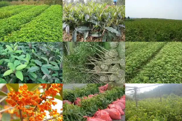 桂花树价格-桂花树秋季芽接四步走1683677370792