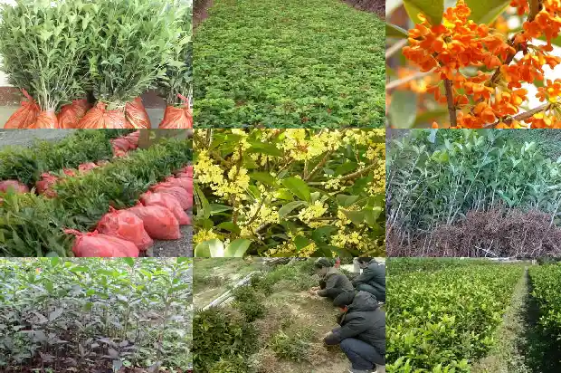 桂花树价格-桂花树秋季芽接四步走1683677370872