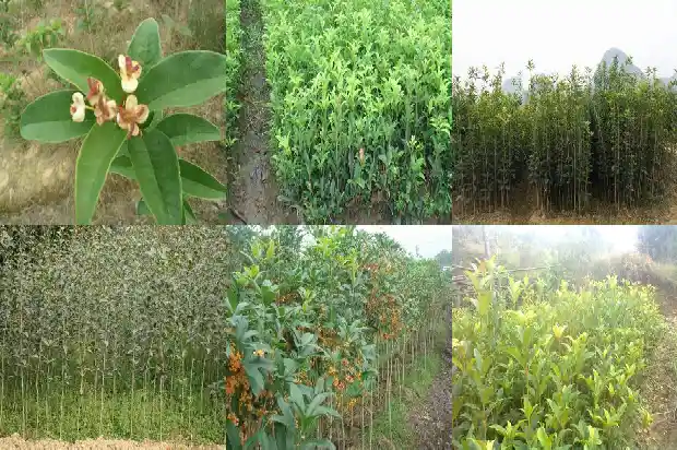 桂花树价格-桂花树秋季芽接四步走1683677370952