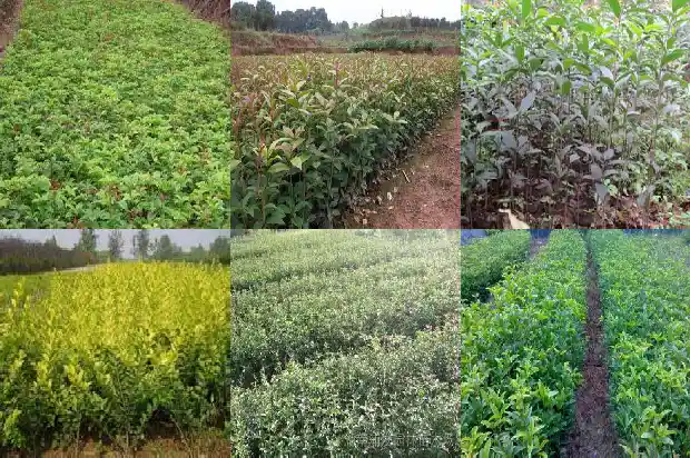 桂花树价格-桂花树秋季芽接四步走1683677371032