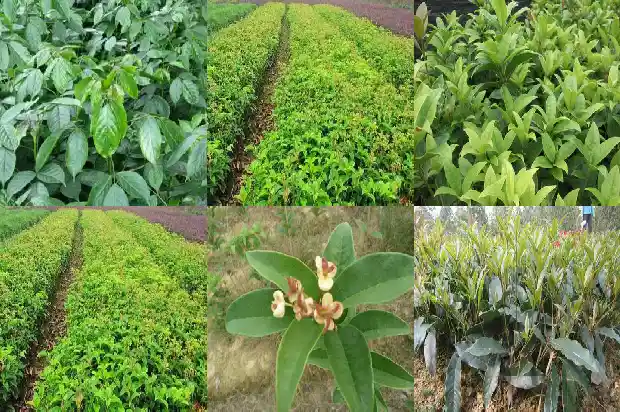 桂花树价格-桂花树秋季芽接四步走1683677371111