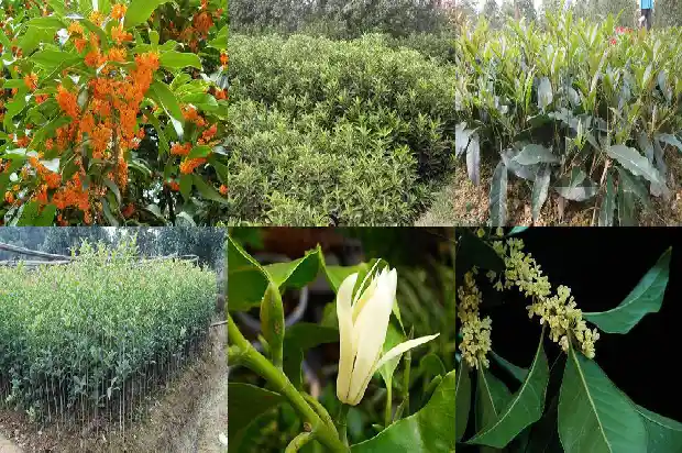 桂花树价格-桂花树秋季芽接四步走1683677371191