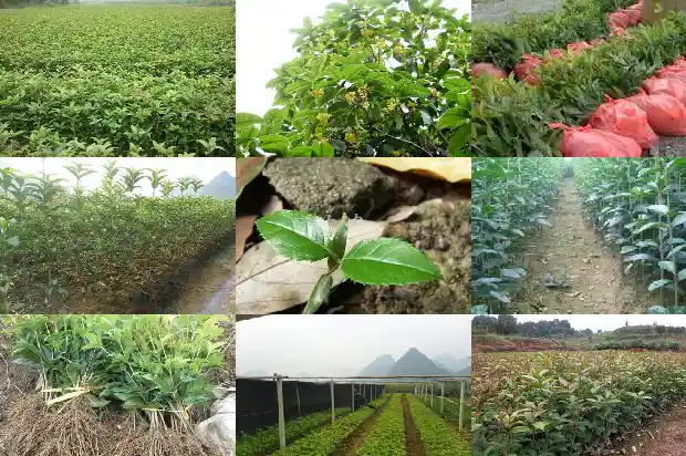 桂花树价格-桂花温室的光度测量及自动控制系统设计1683763775697
