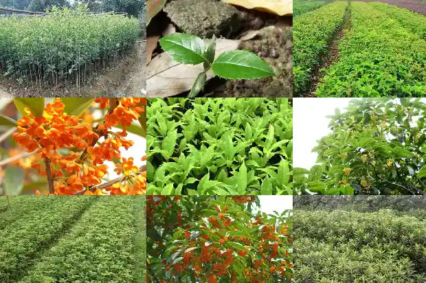 桂花树价格-桂花温室的光度测量及自动控制系统设计1683763775776