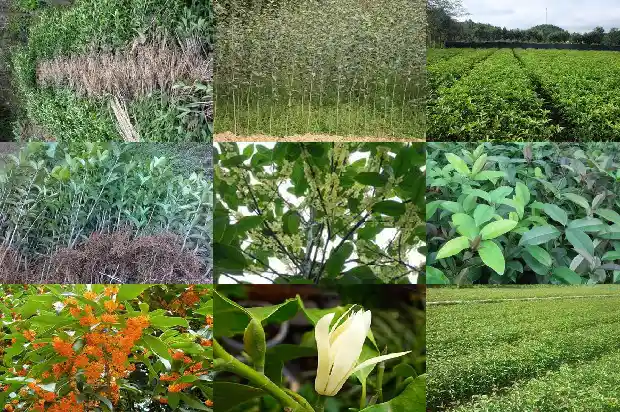 桂花树价格-桂花温室的光度测量及自动控制系统设计1683763775856