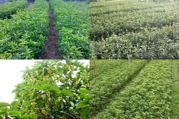桂花树价格-桂花温室的光度测量及自动控制系统设计1683763775936