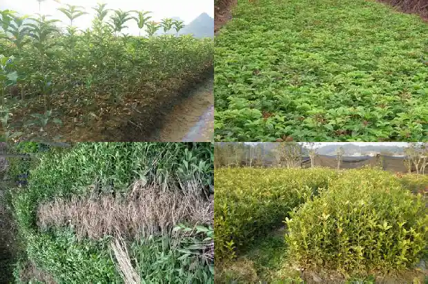 桂花树价格[一袋桂花]1683850177744