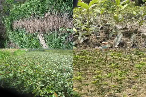 桂花树价格[一袋桂花]1683850177824