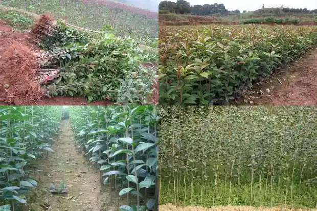 桂花树价格[一袋桂花]1683850177984