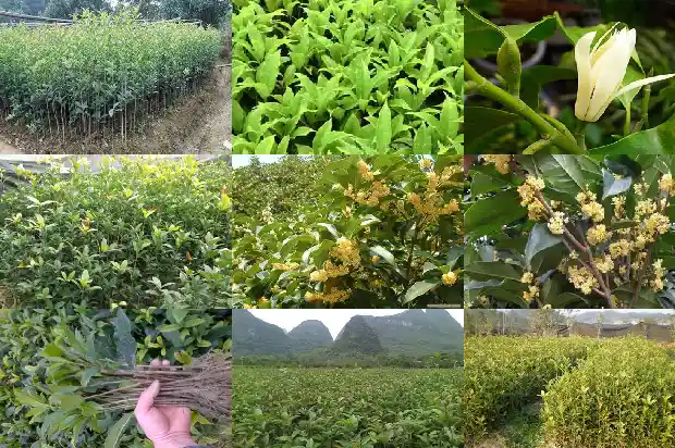桂花树价格[一袋桂花]1683850178062