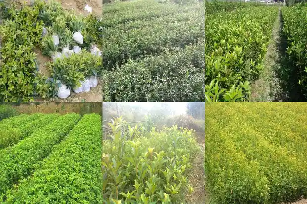 桂花树价格[一袋桂花]1683850178142
