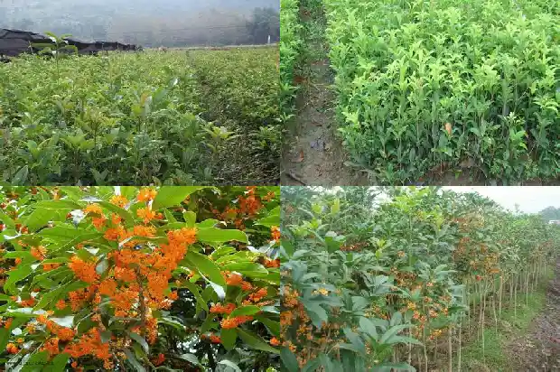 桂花树价格-无限生长型桂花田间结果规律和测产方法研究1683936588701