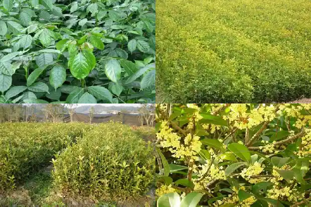 桂花树价格-无限生长型桂花田间结果规律和测产方法研究1683936588780