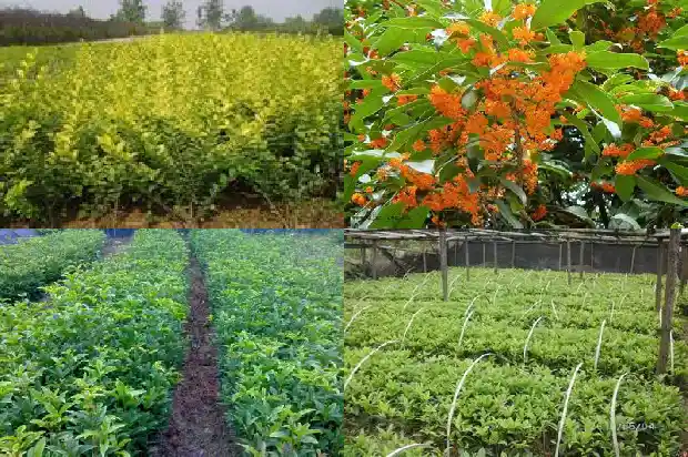 桂花树价格-无限生长型桂花田间结果规律和测产方法研究1683936588860