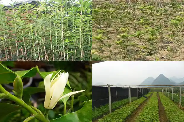 桂花树价格-无限生长型桂花田间结果规律和测产方法研究1683936588940