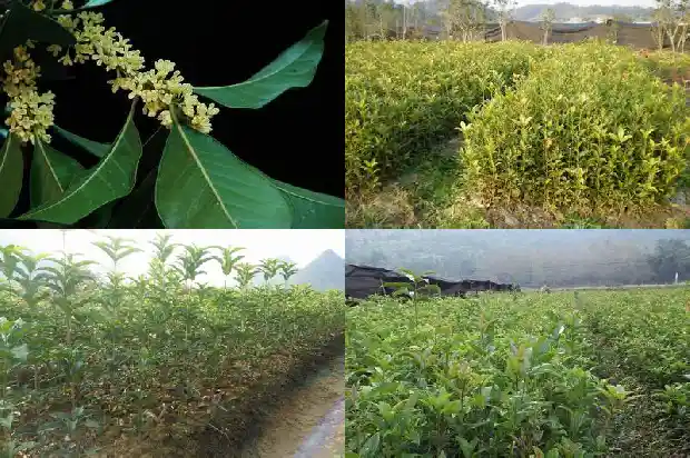 桂花树价格-无限生长型桂花田间结果规律和测产方法研究1683936589019