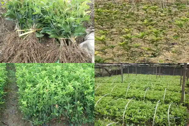 桂花树价格-无限生长型桂花田间结果规律和测产方法研究1683936589099