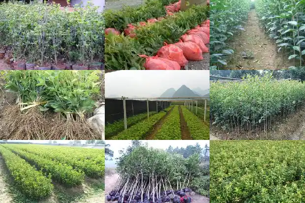 桂花树价格-无限生长型桂花田间结果规律和测产方法研究1683936589179