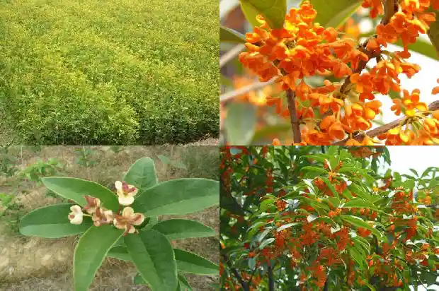桂花树价格「东昌府：桂花质量全程可控」1684064750452