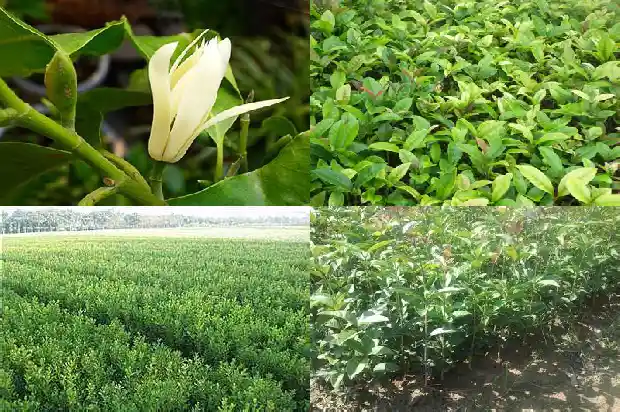 桂花树价格_徐淮地区甜桂花早丰产配套栽培技术1684109373695