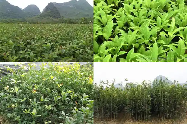 桂花树价格_徐淮地区甜桂花早丰产配套栽培技术1684109373775