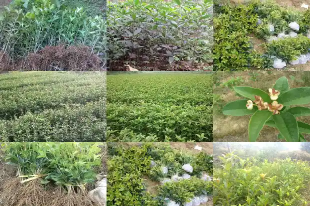桂花树价格_徐淮地区甜桂花早丰产配套栽培技术1684109373852