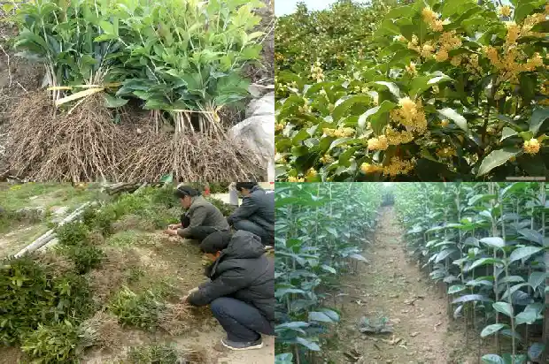 桂花树价格_徐淮地区甜桂花早丰产配套栽培技术1684109373931