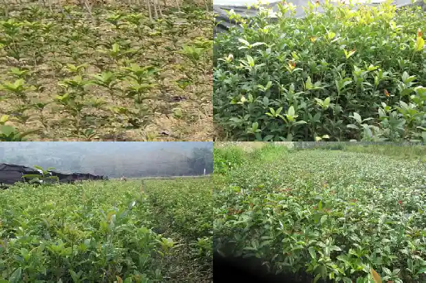 桂花树价格(大桂花简易设施栽培试验研究)1684195776293